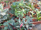 Leaves_Frunze (2012, September 02)