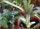 Leaves_Frunze (2012, September 02)
