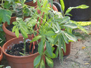 Leaves_Frunze (2012, September 02)