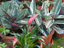 Leaves_Frunze (2012, September 02)