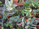Leaves_Frunze (2012, September 02)