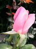 Photo0664