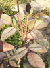 Photo0676