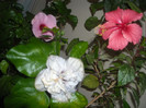 Hibiscus grup