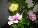Hibiscus grup