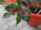 weigela inflorita din nou