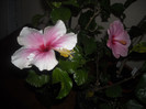 Hibiscus Bali   Long Life