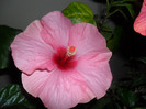Hibiscus Long Life