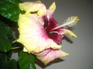 Hibiscus Tahitian Quinn