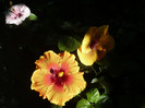 P1180172