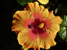 P1180174