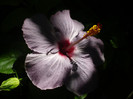P1180194