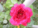 Red Leonardo da Vinci