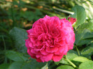 Red Leonardo da Vinci