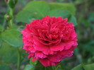 Red Leonardo da Vinci