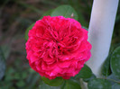 Red Leonardo da Vinci