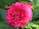 Red Leonardo da Vinci