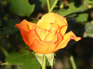 Doris Tysterman