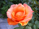 Doris Tysterman