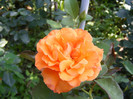 Doris Tysterman
