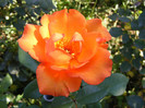 Doris Tysterman