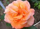 Doris Tysterman