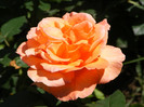 Doris Tysterman