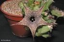 Huernia boleana
