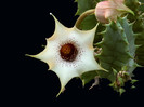 Huernia_quinta