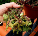 Orbea halipedicola