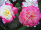 Double Delight
