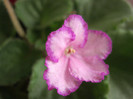 Violete 33 - Luminescence