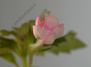 Achimenes Amour