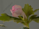 Achimenes Amour