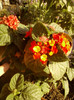 6 septembrie 2012-flori 002