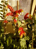 6 septembrie 2012-flori 013
