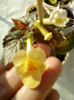 6 septembrie 2012-flori 036