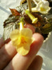 6 septembrie 2012-flori 037