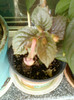 6 septembrie 2012-flori 042