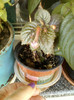 6 septembrie 2012-flori 043