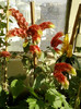 6 septembrie 2012-flori 026