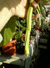 6 septembrie 2012-flori 034
