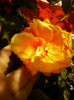 6 septembrie 2012-flori 004