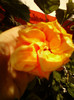 6 septembrie 2012-flori 006