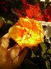 6 septembrie 2012-flori 011