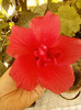 6 septembrie 2012-flori 005