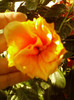 6 septembrie 2012-flori 017