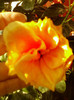 6 septembrie 2012-flori 018
