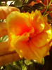 6 septembrie 2012-flori 019