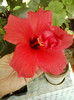 6 septembrie 2012-flori 022